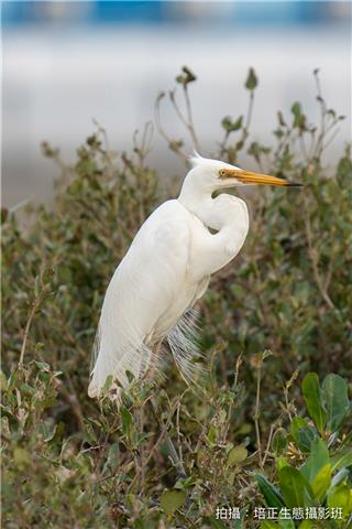 大白鷺